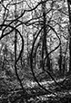 Entwined 24